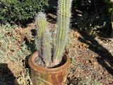 a small cactus in a pot in the middle of a garden