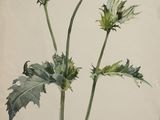 peinture représentant une plante aux feuilles vertes et aux fleurs, sur fond blanc
