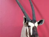 L'antilope est accrochée au mur rouge du bâtiment.