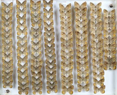 plusieurs types de papillons sont exposés dans une vitrine