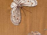 a picture of a butterfly and a moth on a piece of cloth