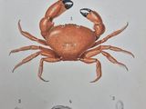 une illustration représentant un crabe et d'autres animaux sur fond blanc