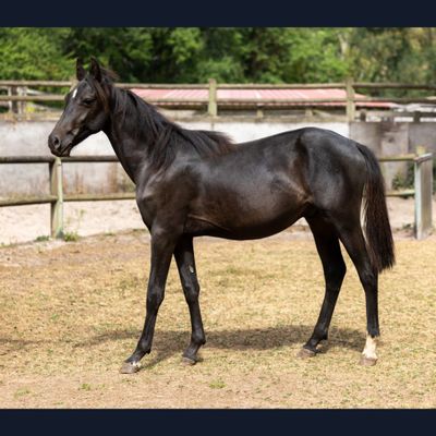 un cheval noir qui se tient dans un enclos