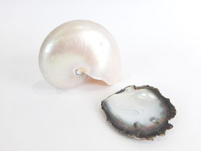 une coquille blanche et une coquille noire sur une surface blanche
