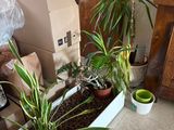 a plant that is sitting in a pot on the floor