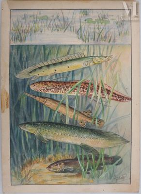 ANGEL Fernand (1881-1950) Planche d'ichtyologie : Polyptères…