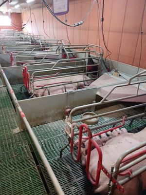 many pigs that are in a row on the floor