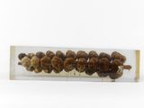 a glass tube with some seeds in it on a white surface
