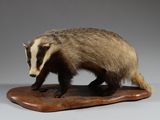 un petit blaireau posé sur un socle en bois