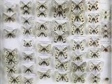 a lot of butterflies that are on display in a glass case