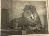 une photo d'un lion allongé sur une table