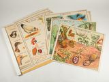 plusieurs cartes sur lesquelles figurent des images d'oiseaux et de plantes, posées sur une surface blanche
