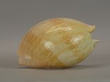a shell that is sitting on a table