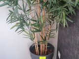 un gros plan d'une plante en pot posée sur un sol carrelé