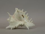 a white shell that is sitting on a table