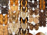 many different types of butterflies displayed in a box
