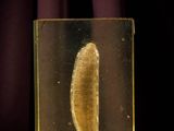 une image représentant un fruit dans une boîte en verre