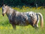 un cheval qui se tient dans un pré