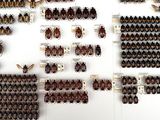 a lot of beetles that are on display on the wall