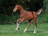 un cheval alezan qui court dans l'herbe
