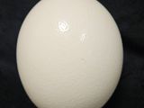 an image of a white ball on a black background