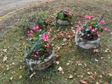 deux pots en ciment remplis de fleurs, posés sur l'herbe