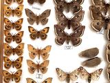 many different types of moths displayed in a display case