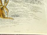 a drawing of a rabbit sitting in the grass