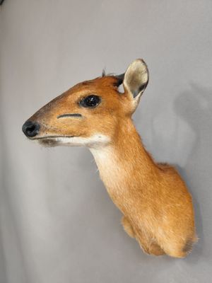 une tête de cerf fixée au mur d'une pièce