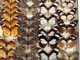 many different types of butterflies in a display case