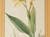 a picture of a picture of a yellow flower