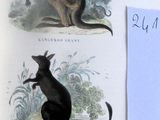 deux illustrations représentant un kangourou et un chat sur la page