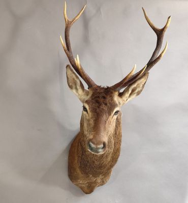une image représentant une tête de cerf avec des bois sur la tête
