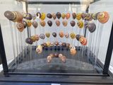 a display case with many different types of shells in it