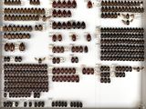 a lot of beetles that are on display in a glass case