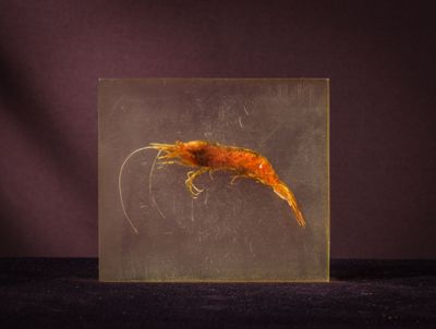 a close up of a painting of a shrimp on a black surface