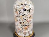 une cloche en verre contenant des coquillages, posée sur une table