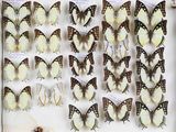de nombreux papillons exposés dans une vitrine