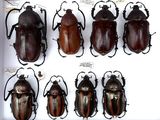 six beetles in a white box with labels on each of them