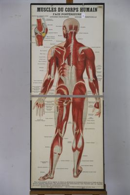une image représentant une affiche illustrant les muscles du corps humain