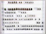 de nombreux coléoptères exposés dans une vitrine