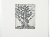 an image of a drawing of a tree in a white frame