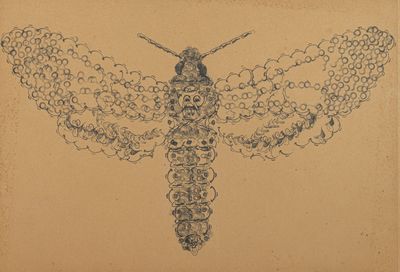 an image of a drawing of a moth on a piece of paper
