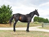 a horse that is standing in the grass near a path
