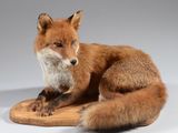 une image représentant un renard empaillé assis sur une planche en bois