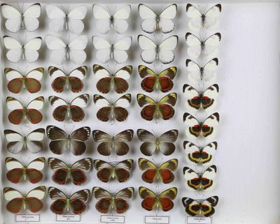 de nombreux types de papillons différents présentés dans une vitrine