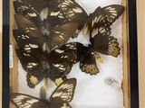 a lot of butterflies that are sitting in a box