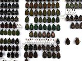 a lot of beetles that are on display on the wall
