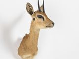 a deer head mounted on a wall with a white background