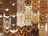 many different types of butterflies displayed in a white box